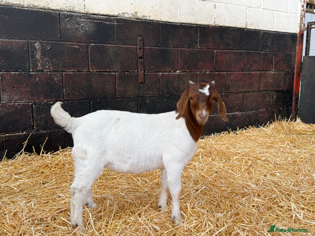 Goats livestock for sale: Boer Wethers - Image 4