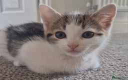 Domestic Shorthair cats for sale: Mrs Gemma Burton - Image 5