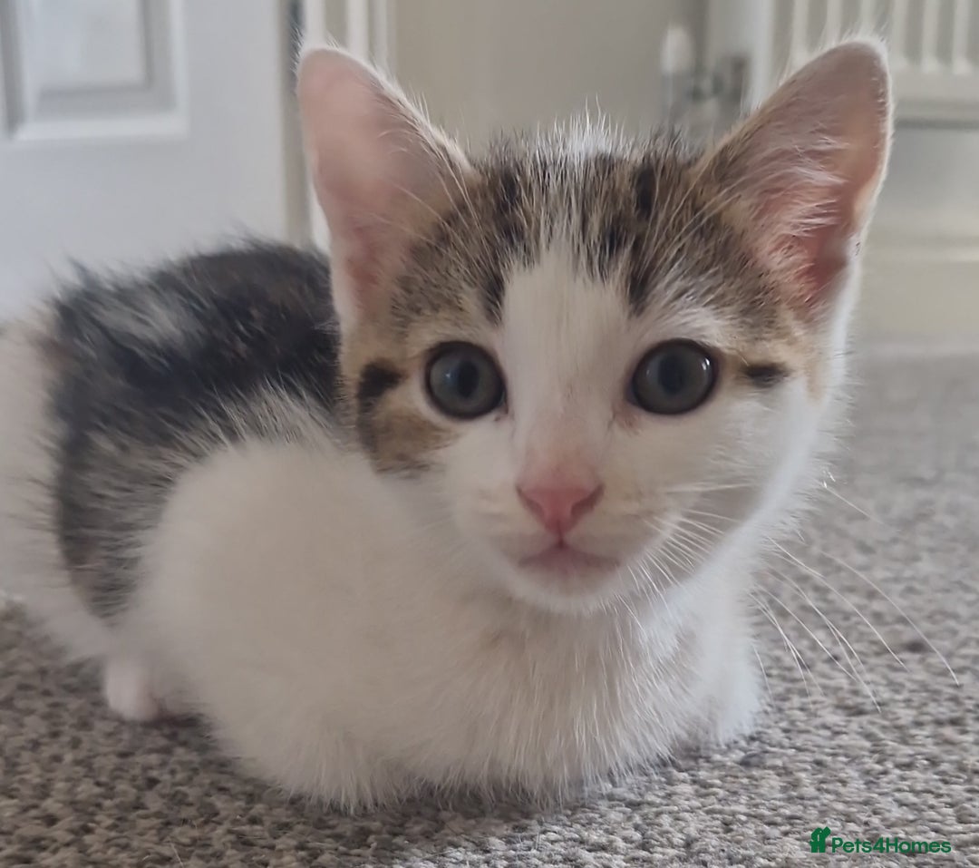 Domestic Shorthair cats for sale: Mrs Gemma Burton - Image 5
