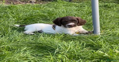 English Springer Spaniel dogs - Advert 1