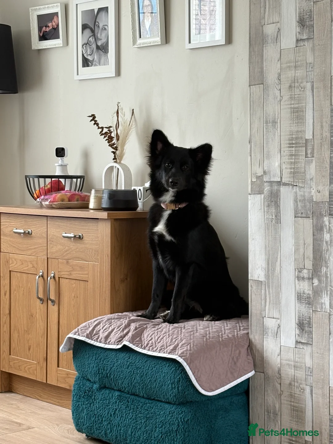 Mixed Breed dogs for sale: Beautiful girl  - Advert 9