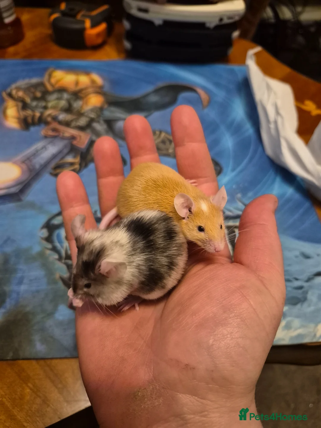 Mouse rodents for sale: Cute Male Fancy Mice - Advert 2