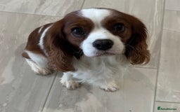 Cavalier King Charles Spaniel dogs for stud: KC Reg Blenheim Cavalier Heart/Health/Eye Clear  - Advert 1
