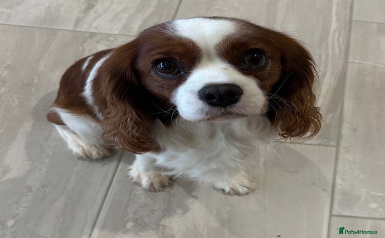 Cavalier King Charles Spaniel dogs KC Reg Blenheim Cavalier Heart/Health/Eye Clear  - Advert 11