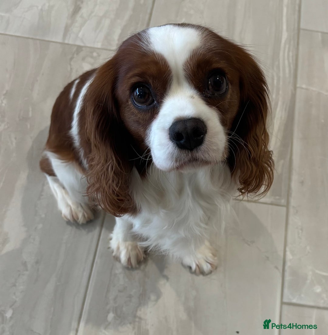 Cavalier King Charles Spaniel dogs for stud: KC Reg Blenheim Cavalier Heart/Health/Eye Clear  - Advert 1