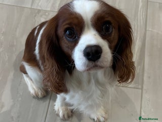 Cavalier King Charles Spaniel dogs KC Reg Blenheim Cavalier Heart/Health/Eye Clear - Advert 3
