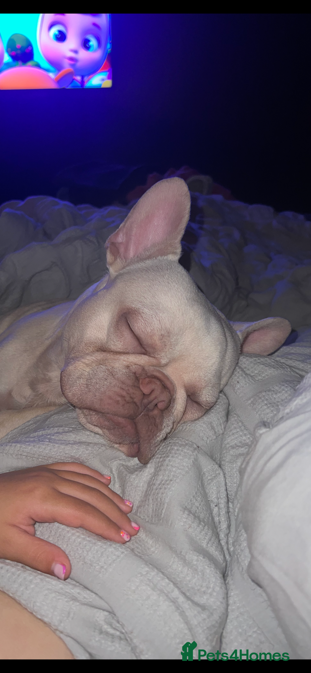 Mixed Breed dogs for sale: Bonded Frenchie Bulldog & Mini Dachshund  - Image 5
