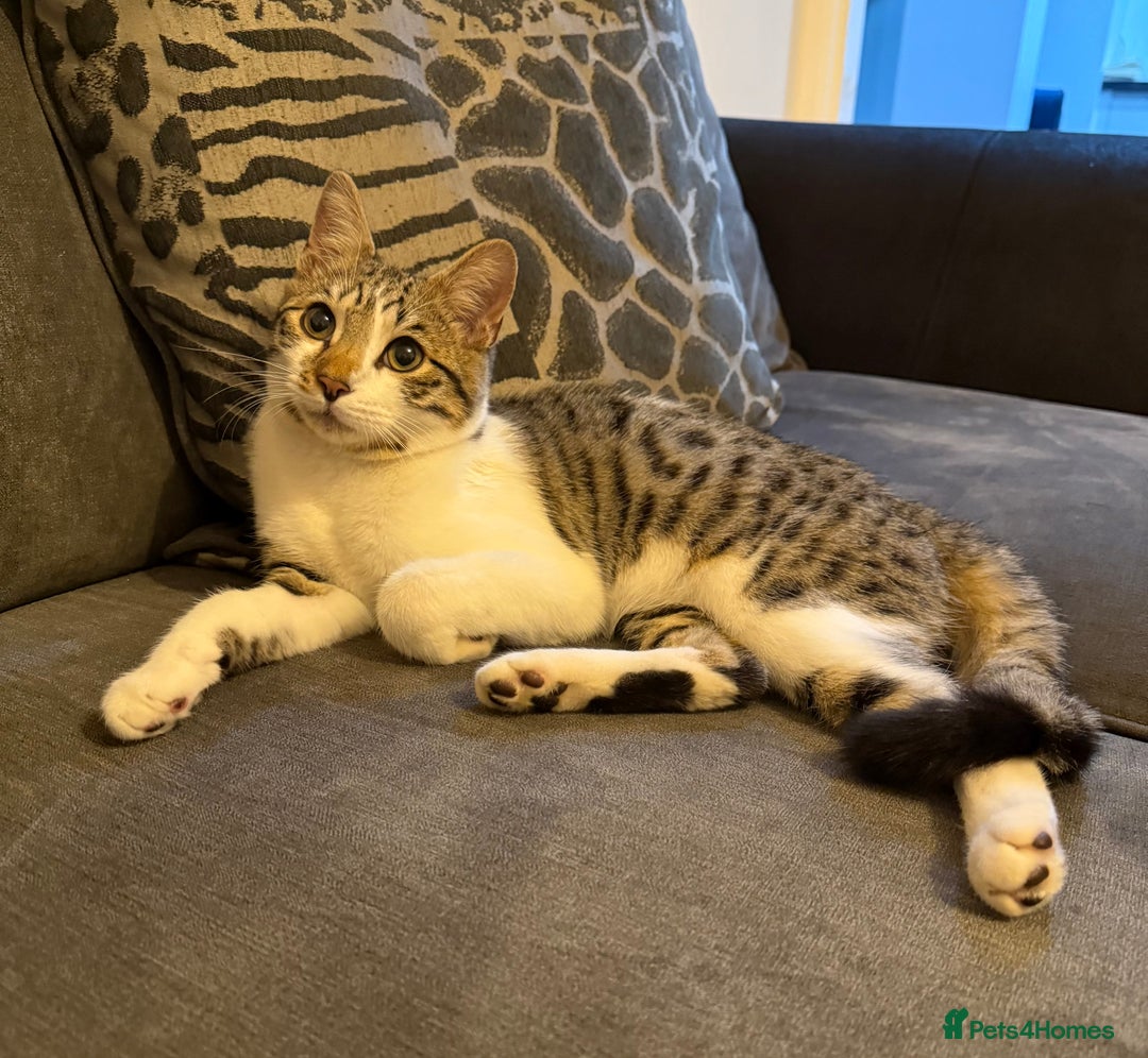 Bengal cats for sale: Half Bengal Kitten with gorgeous markings - Image 4