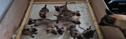 Belgian Shepherd Dog dogs for sale: Belgian Malinois Puppies - Advert 16