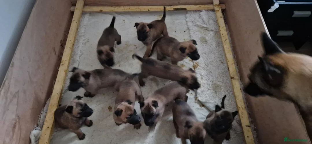 Belgian Shepherd Dog dogs for sale: Belgian Malinois Puppies - Advert 16