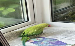 Ringnecks birds for sale: Stunning Green Female Ringneck Parakeet and cage  - Image 7