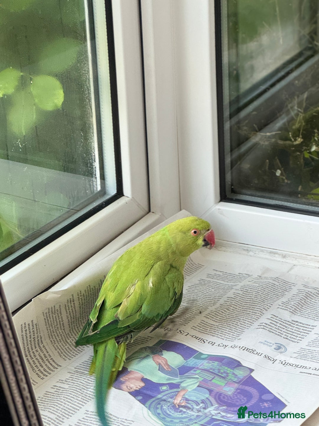Ringnecks birds for sale: Stunning Green Female Ringneck Parakeet and cage  - Image 7