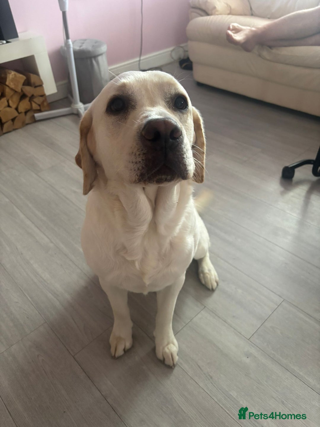 Labrador Retriever dogs for sale: Labrador retriver - Advert 10