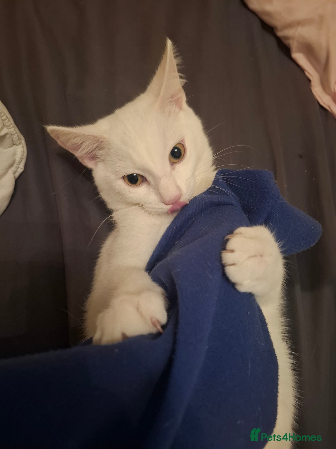 Devon Rex cats for sale: Luna  - Image 1