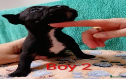 Staffordshire Bull Terrier dogs for sale: KC Registered Champions Bloodline Show Quality  - Image 6