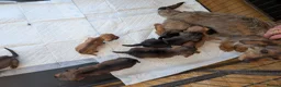 Mixed Breed dogs for sale: 3/4 dachshund 1/4 jack Russell - Advert 32
