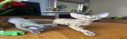 Devon Rex cats for sale: Our beautiful Devon Rex kittens are ready to move  - Advert 19