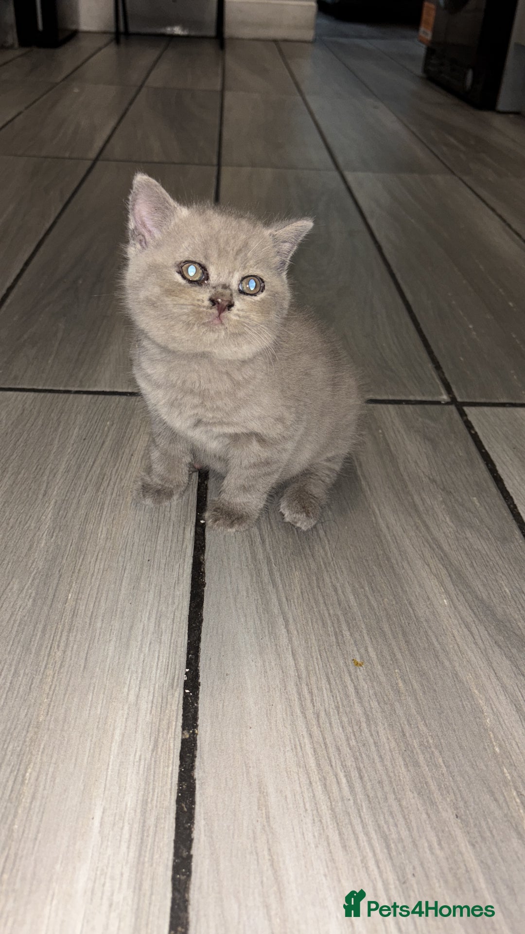 British Shorthair cats for sale: British Shorthair Male Kitten - Image 3