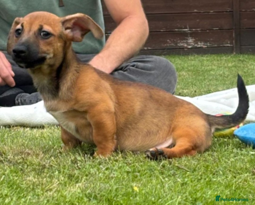 Jack Russell dogs for sale: rare coloured jack russel terriers - Image 11