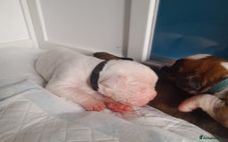Boxer dogs for sale: Beautiful/Stunning Pedigree Boxer Puppies  - Image 24