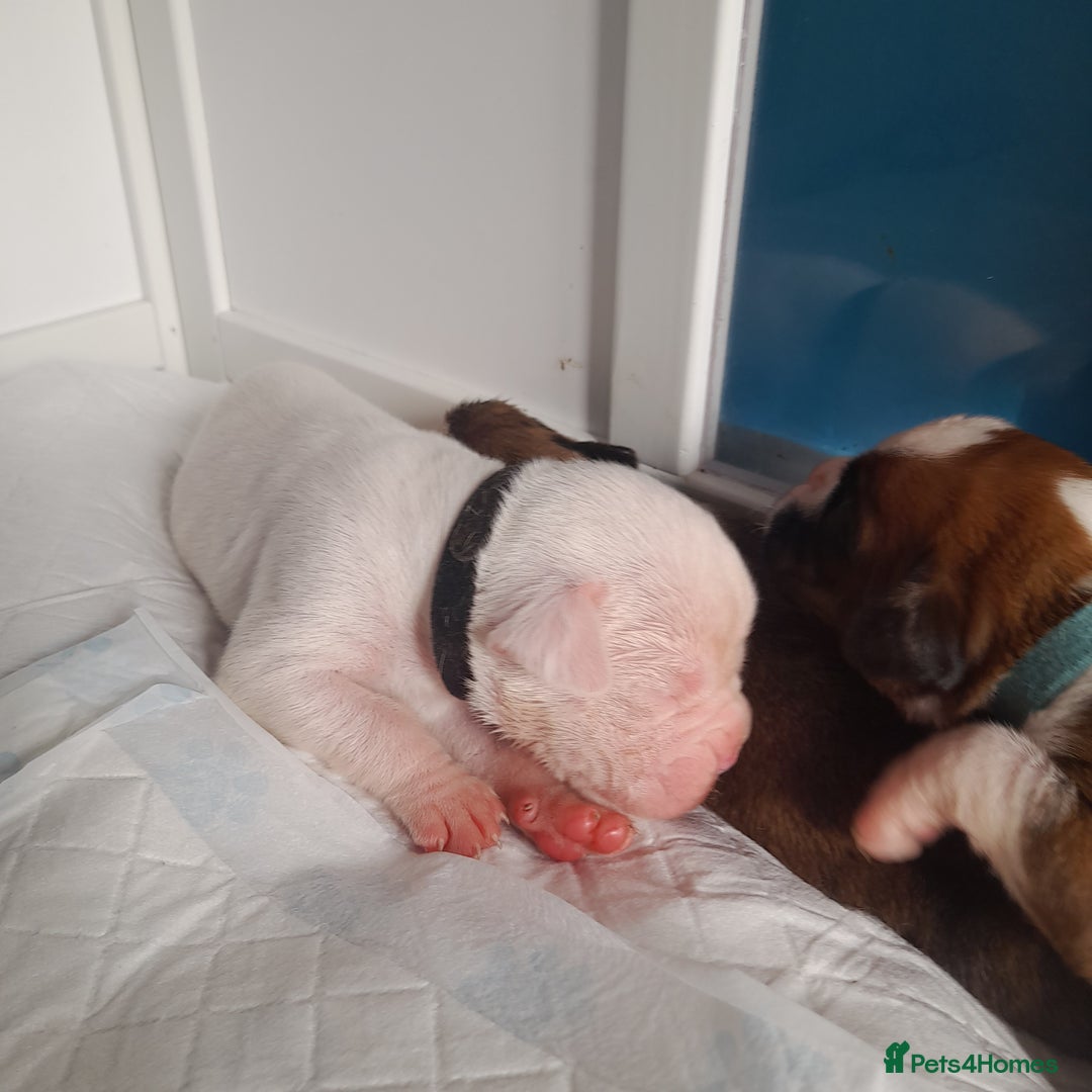 Boxer dogs for sale: Beautiful/Stunning Pedigree Boxer Puppies  - Image 24