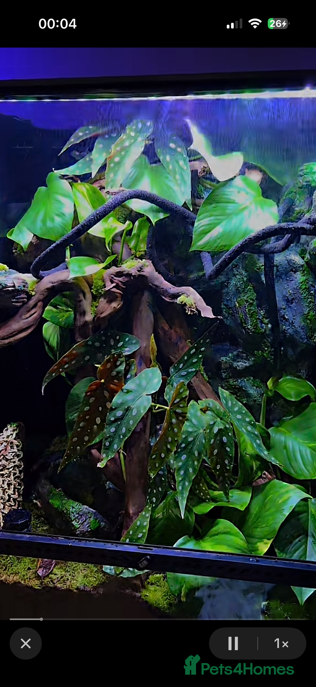 Gecko reptiles for sale: Exo terra 60x45x90 + trio of crested geckos  - Advert 3