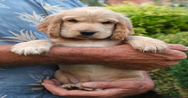 Cocker Spaniel dogs - Advert 7
