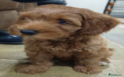Australian Labradoodle dogs for sale: Miniature Australian labradoodle pups 100% Pure  - Image 21