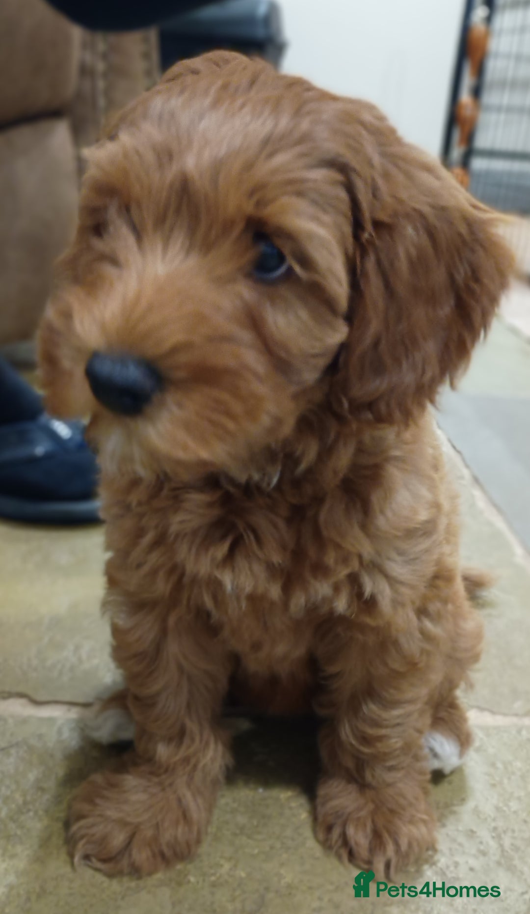 Australian Labradoodle dogs for sale: Miniature Australian labradoodle pups 100% Pure  - Image 21