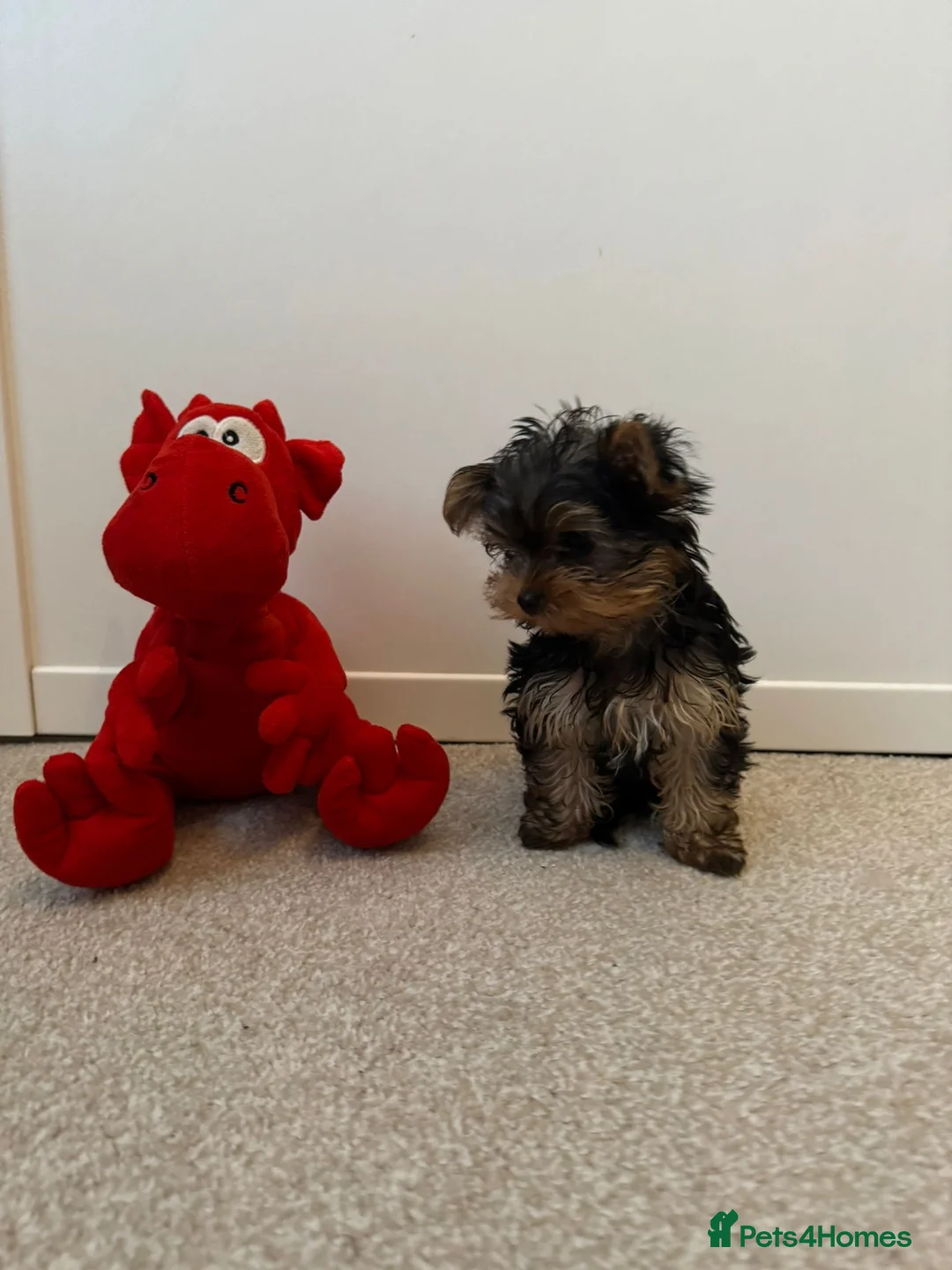 Yorkshire Terrier dogs for sale: Yorkie puppy - 6 months old  - Advert 1