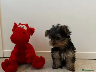 Yorkshire Terrier dogs Yorkie puppy - 6 months old - Advert 2
