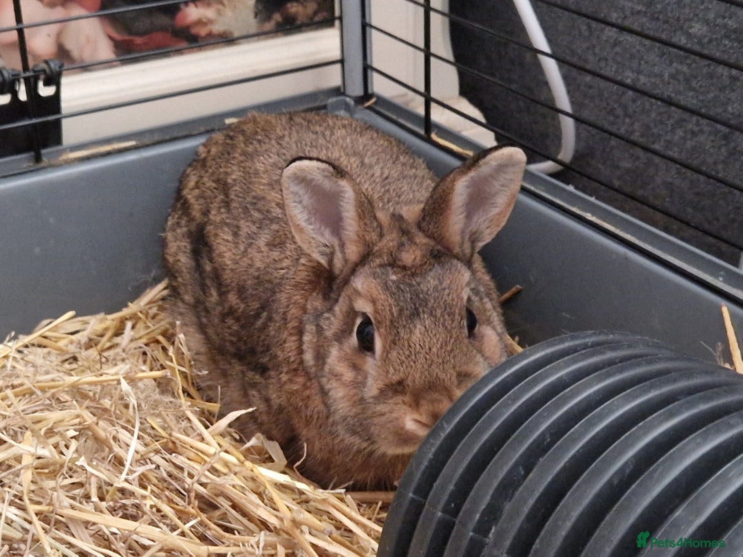 Netherland Dwarf rabbits for sale: Handsome purebred Netherland dwarf boy - Image 6