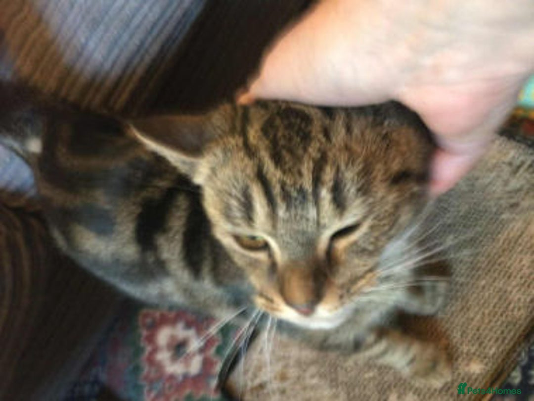 Mixed Breed cats for adoption: KENYA - Image 10