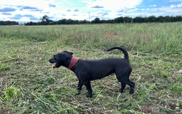 Patterdale Terrier dogs for sale: 2x 2 year old patterdales  - Image 2