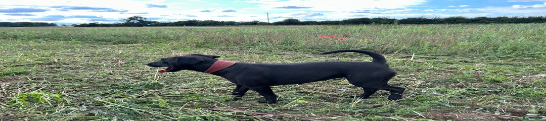 Patterdale Terrier Puppy 2