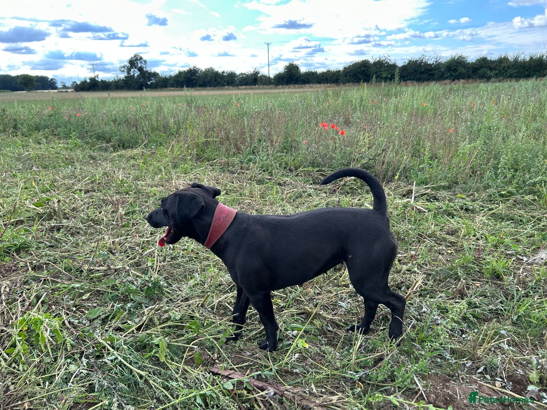 Patterdale Terrier dogs for sale: 2x 2 year old patterdales  - Image 2