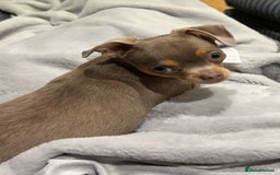Chihuahua dogs for sale: Quiet Forever Home needed for darling Joey - Image 3