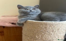 Scottish Fold cats for sale: Scottish Straight Boy Available in Bognor Regis - Image 2