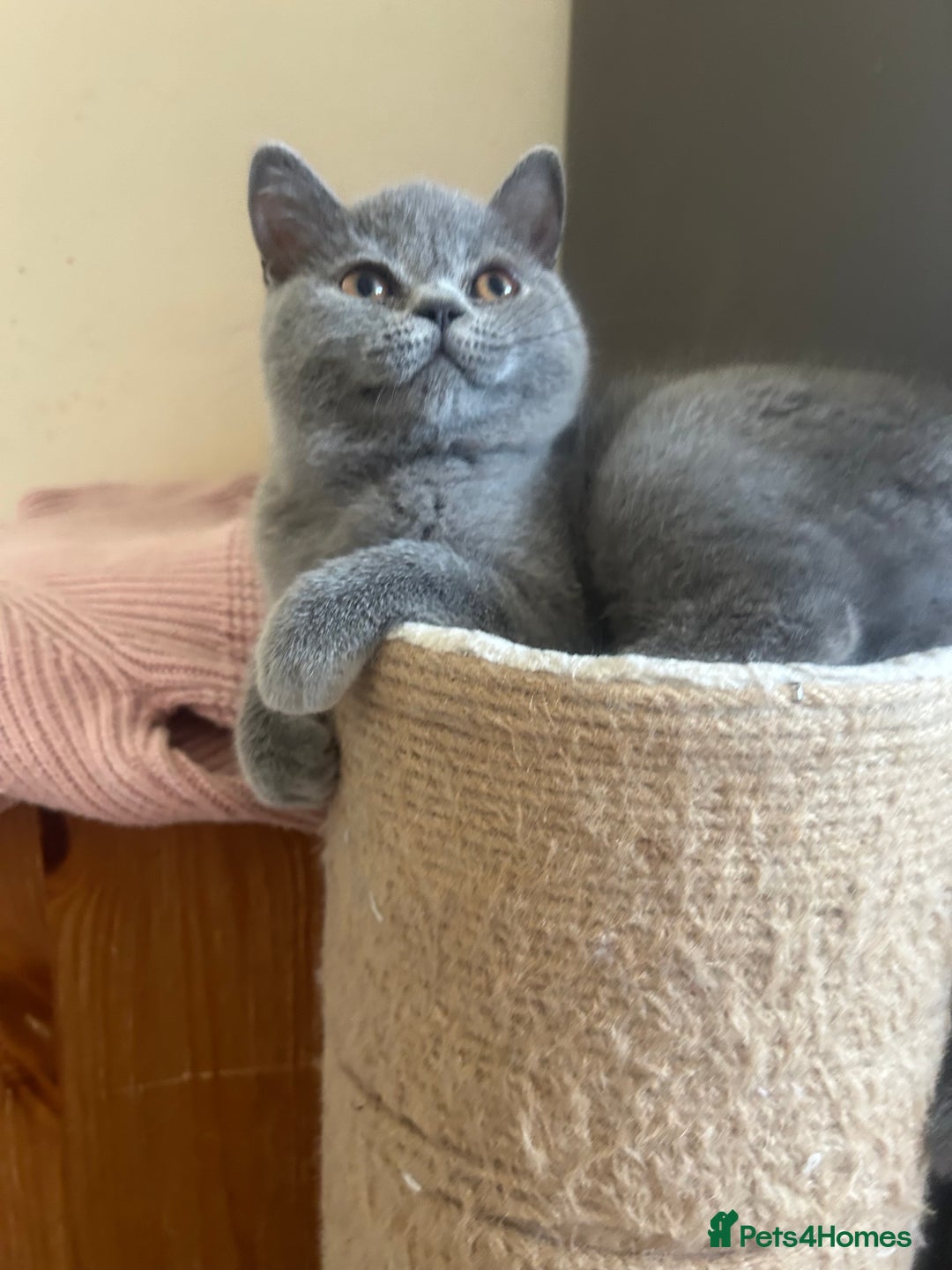 Scottish Fold cats for sale: Scottish Straight Boy Available in Bognor Regis - Image 2