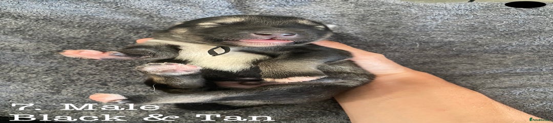 Pup 7