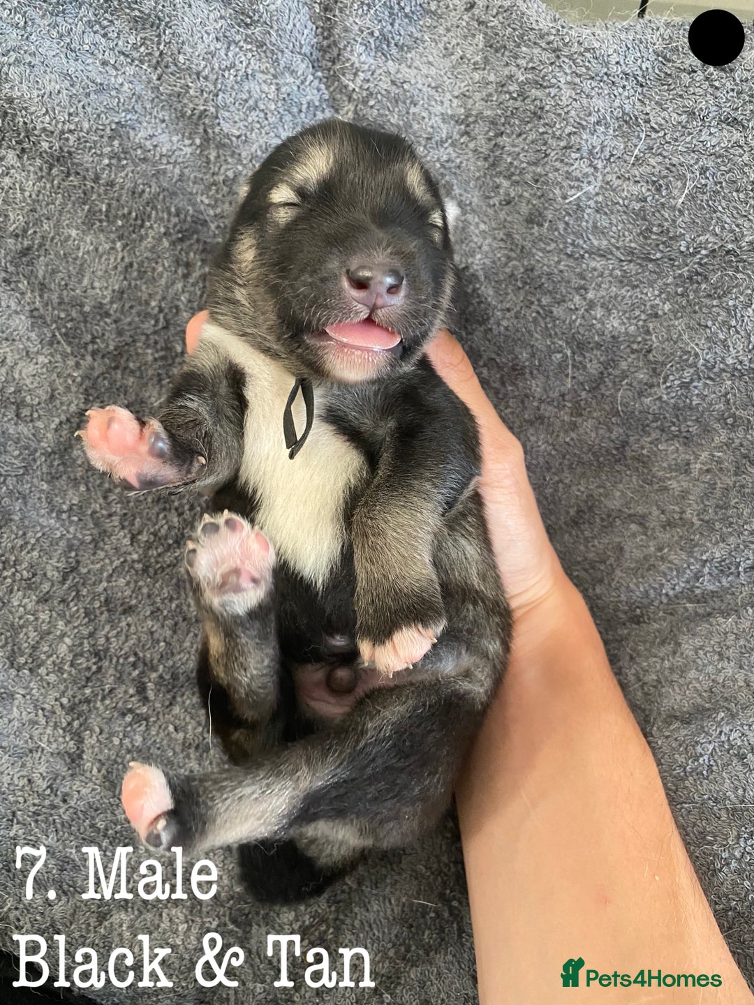Mixed Breed dogs for sale: Malamute x Alaskan Shepherd Litter - Image 9