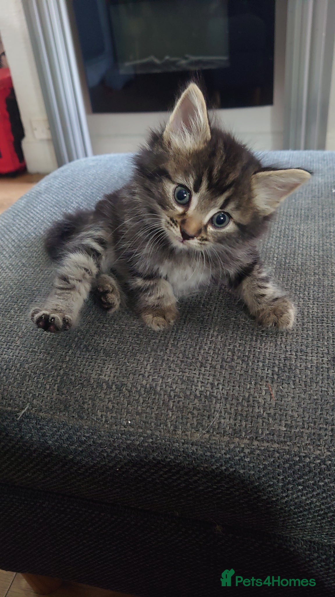 Mixed Breed cats 4beautiful kittens for sale - Advert 1