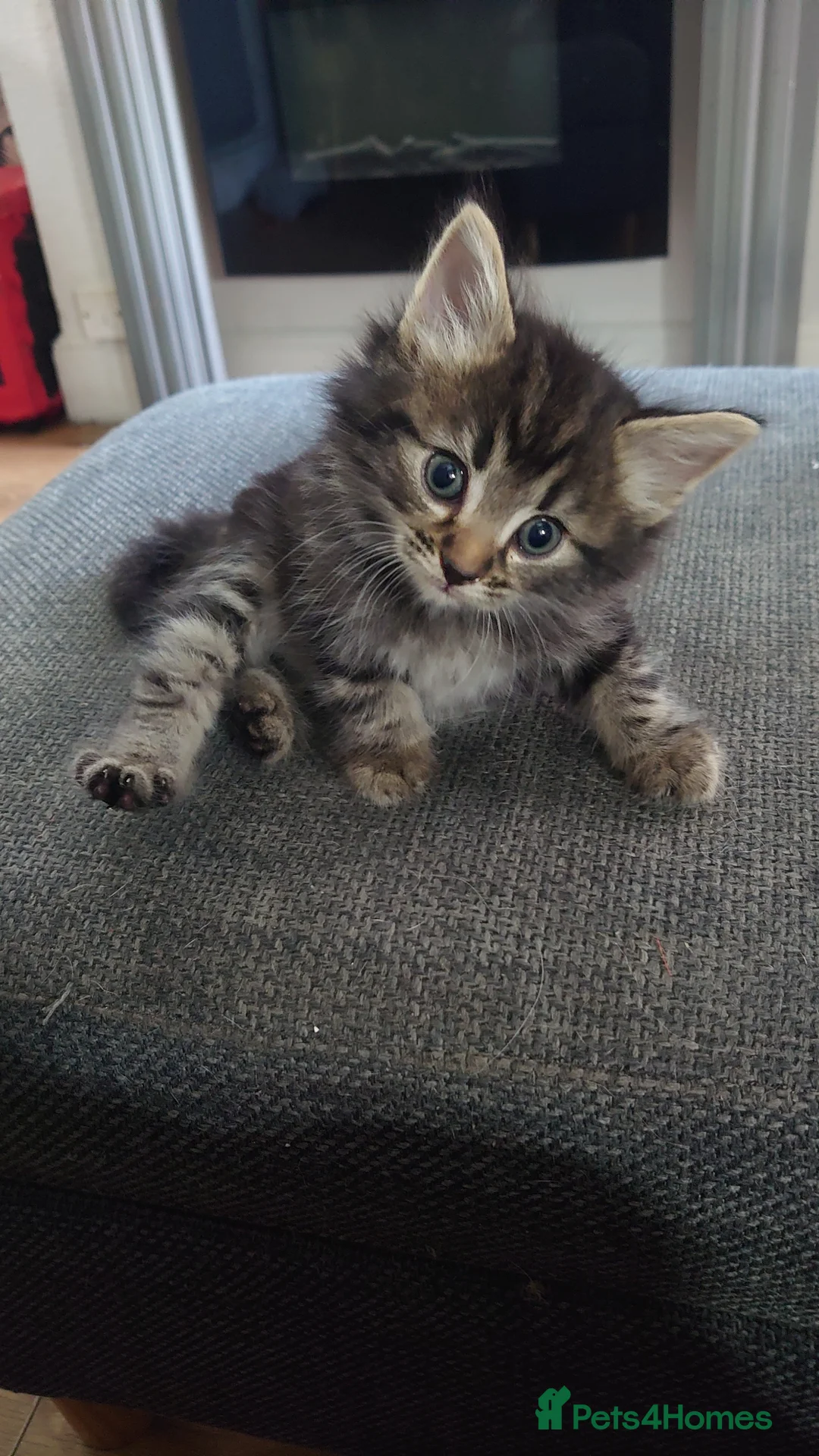 Mixed Breed cats for sale: 4beautiful kittens for sale - Advert 1