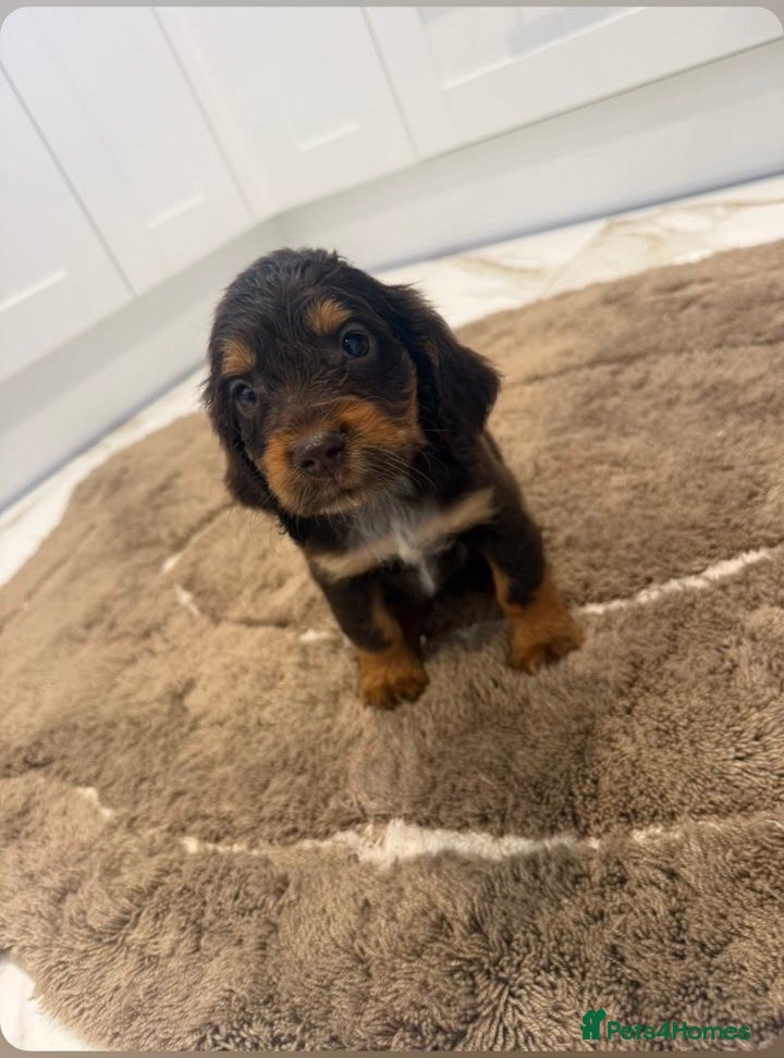 Cocker Spaniel dogs for sale: Cocker spaniel show type puppies  - Advert 2