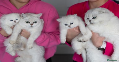 Scottish Fold cats - Advert 2