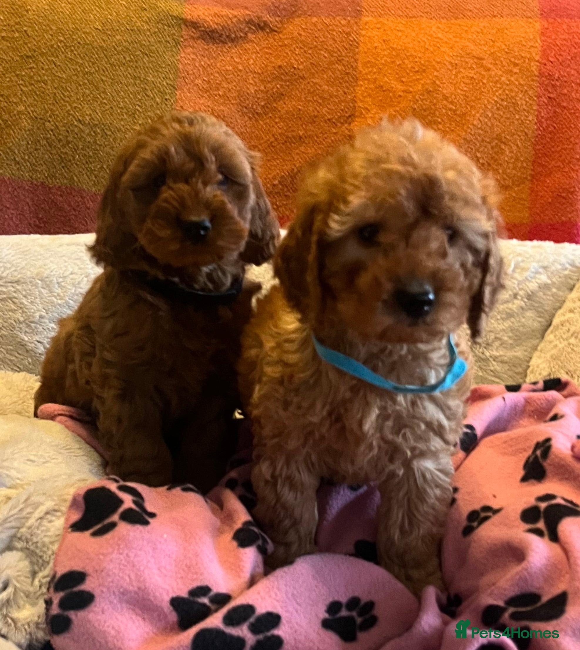 Cockapoo dogs Stunning cockapoo puppies  - Advert 3