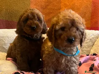 Cockapoo dogs Stunning cockapoo puppies - Advert 3