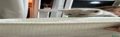 British Shorthair 5