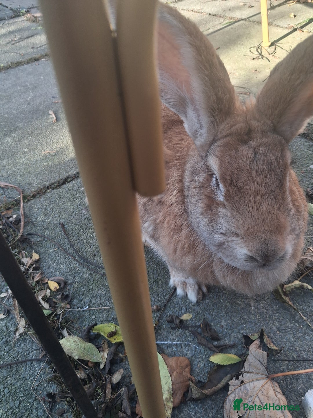 Continental Giant rabbits for sale: Gorgeous Giant Continental rabbit - Advert 4
