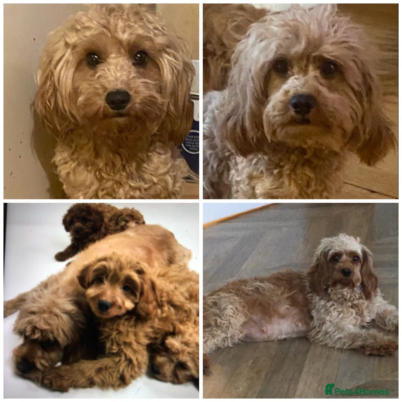 Maltipoo dogs Top quality DNA clear Adult maltipoo  - Advert 6